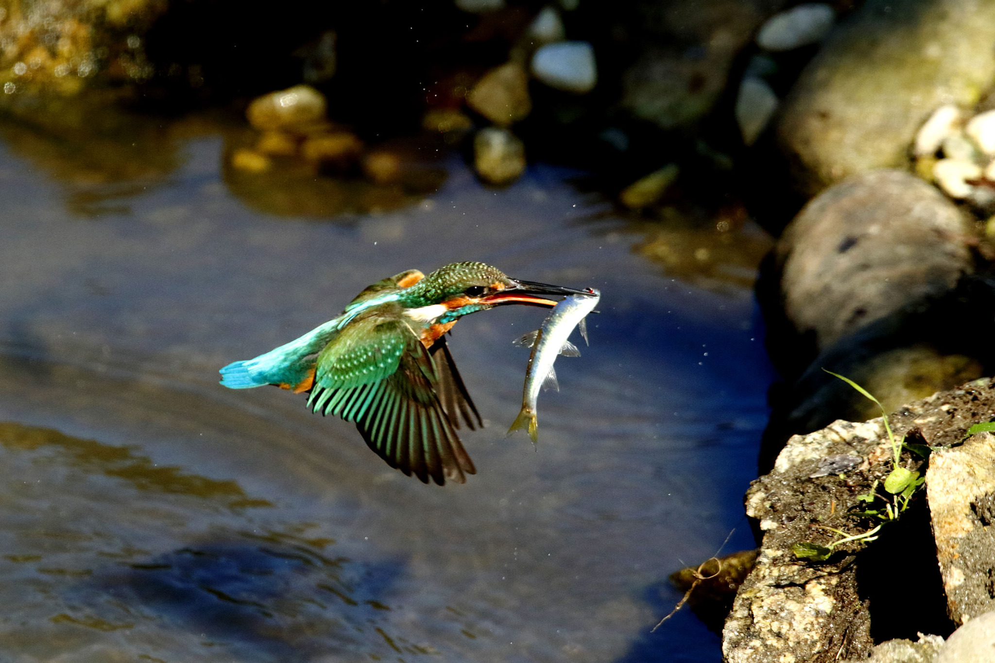 kingfisher diving into water catching a fish{width=200}